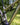 Esker Howdy Complete Motive